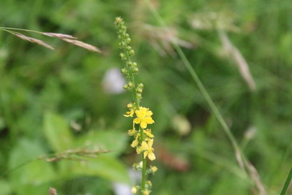 photo of Agrimony