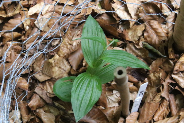 photo of Broad Leaved Helleborine