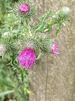 photo of Plumeless Thistle