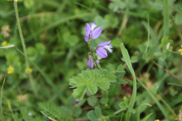 photo of Common Milkwort