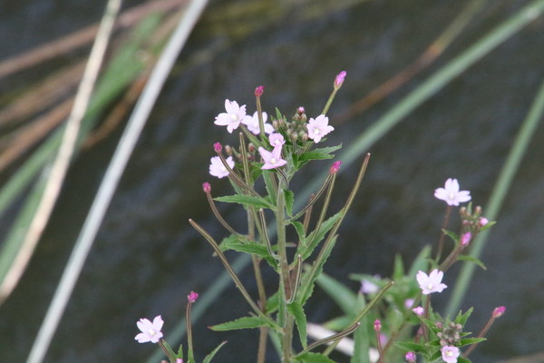 photo of American Willowherb