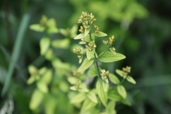 photo of Hairy St John's Wort