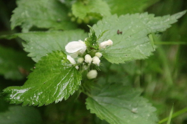 photo of White Dead Nettle