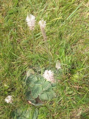 photo of Hoary Plantain