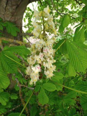 photo of Horse Chestnut