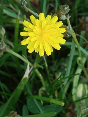 photo of Smooth Hawk's Beard