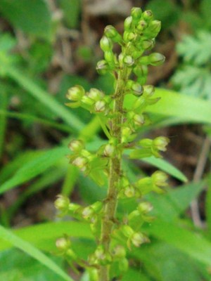 photo of Common Twayblade
