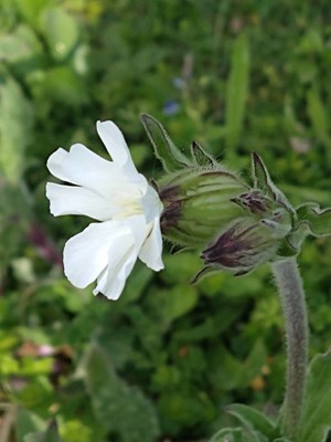 photo of White Campion