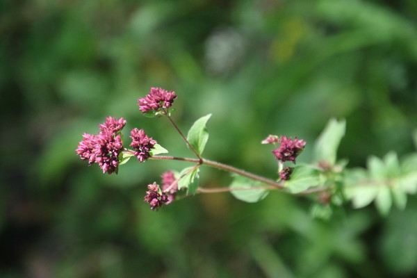 photo of Wild Marjoram