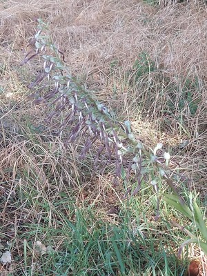 photo of Lizard Orchid