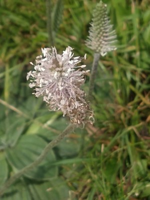 photo of Hoary Plantain