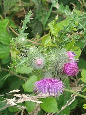 photo of Spear Thistle