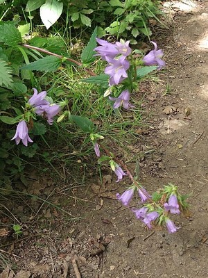 photo of Nettle Leaved Bellflower