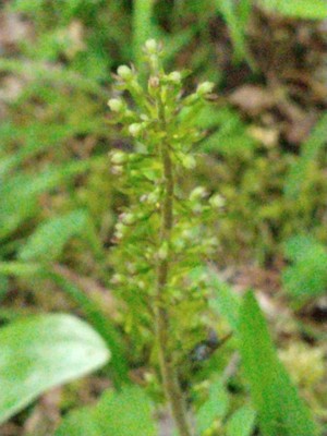 photo of Common Twayblade