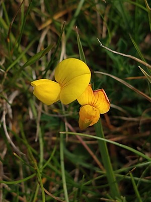 photo of Bird's Foot Trefoil