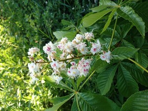 photo of Horse Chestnut