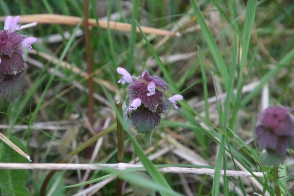 photo of Red Dead Nettle