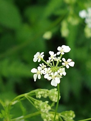 photo of Cow Parsley