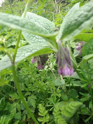 photo of Common Comfrey