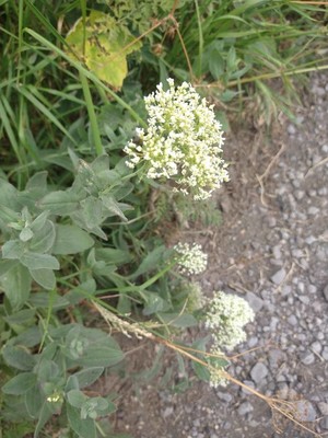 photo of Hoary Cress