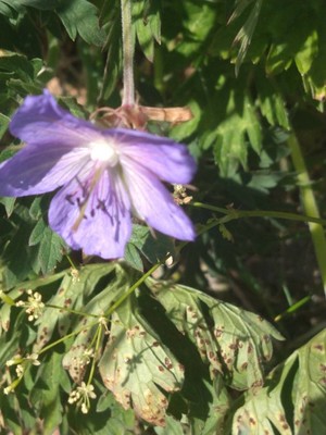 photo of Meadow Crane's Bill