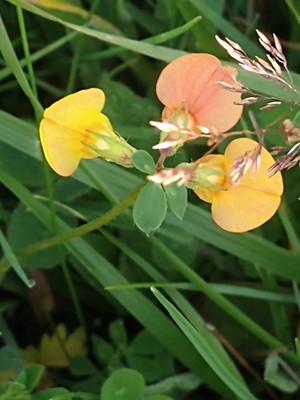 photo of Bird's Foot Trefoil