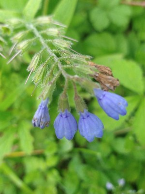 photo of Caucasian Comfrey