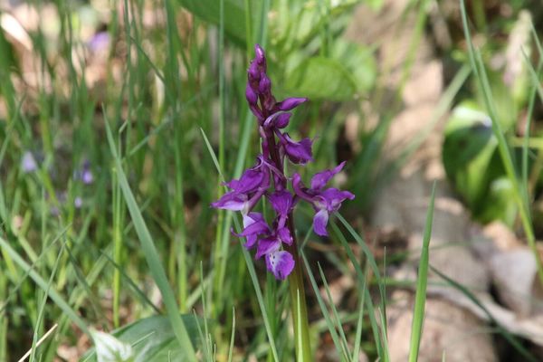 photo of Early Purple Orchid