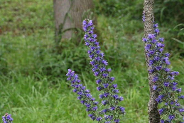 photo of Vipers Bugloss