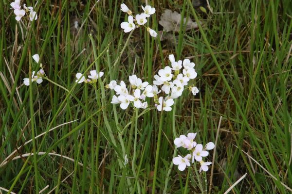 photo of Cuckoo Flower