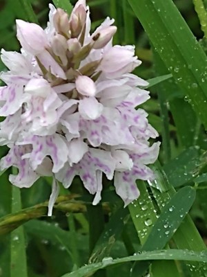photo of Common Spotted Orchid
