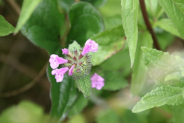 photo of Wild Basil