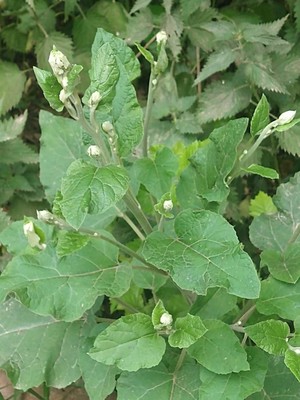 photo of Lesser Burdock