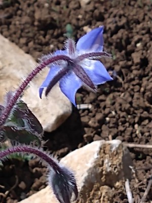 photo of Borage
