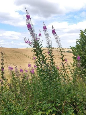 photo of Rosebay Willowherb