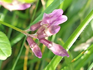 photo of Bush Vetch