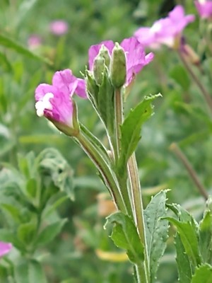 photo of Great Willowherb