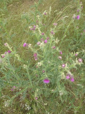 photo of Plumeless Thistle