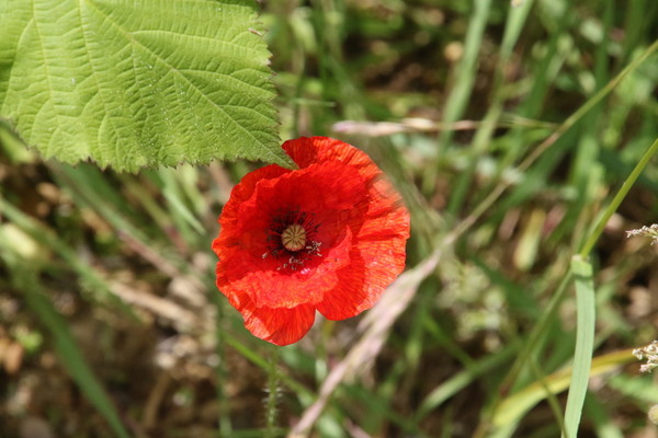 photo of Common Poppy