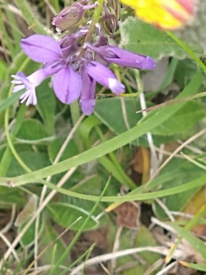 photo of Chalk Milkwort