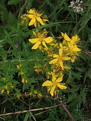 photo of Perforate St. John's Wort