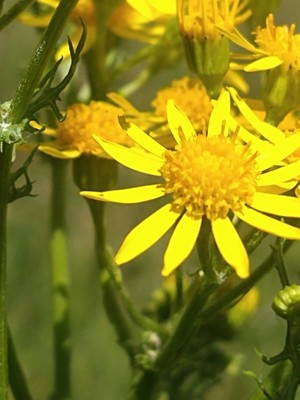 photo of Ragwort