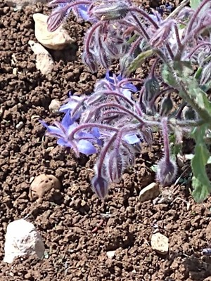 photo of Borage