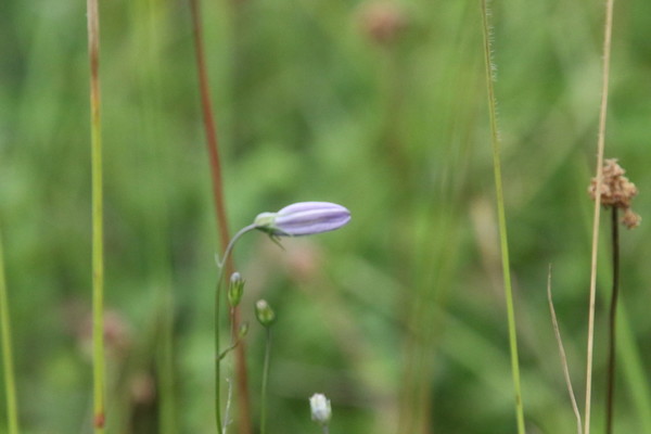 photo of Harebell