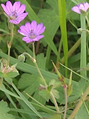 photo of Hedgerow Crane's Bill