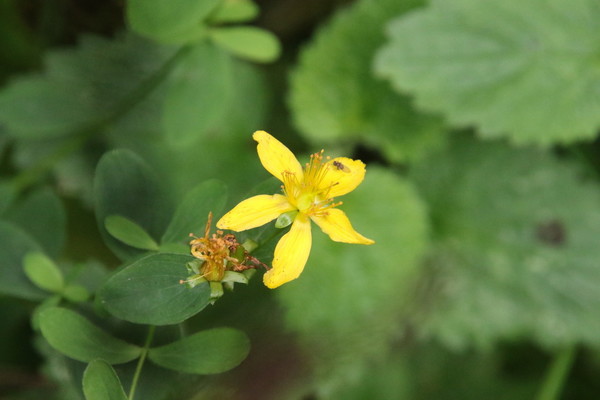 photo of Imperforate St. John's Wort