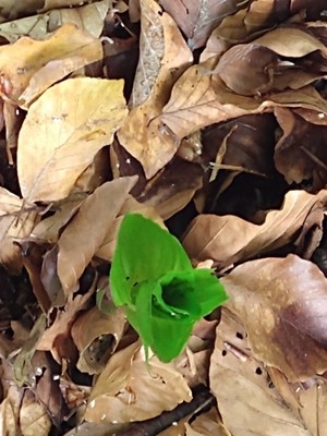 photo of Broad Leaved Helleborine