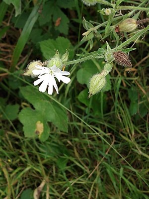 photo of White Campion