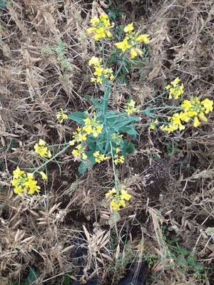 photo of Rapeseed
