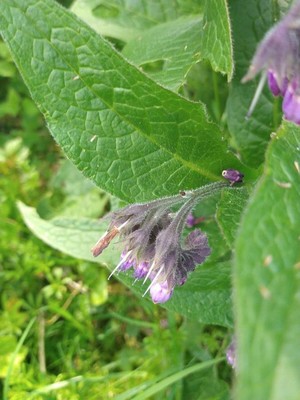 photo of Common Comfrey